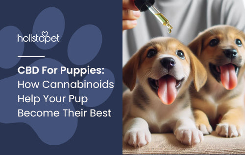 CBD For Puppies: How Cannabinoids Help Your Pup Become Their Best