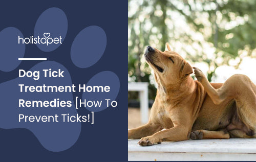 Dog Tick Treatment Home Remedies [How To Prevent Ticks!]