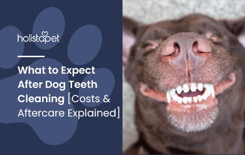 What to Expect After Dog Teeth Cleaning [Costs & Aftercare Explained]