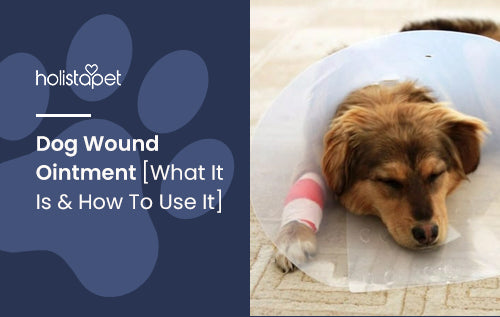 Dog Wound Ointment [What It Is & How To Use It]
