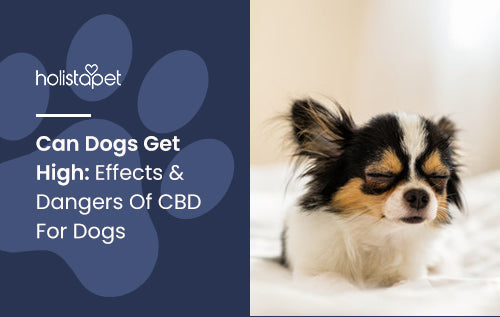 Can Dogs Get High: Effects & Dangers Of CBD For Dogs
