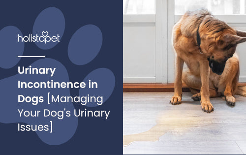 Urinary Incontinence in Dogs [Managing Your Dog's Urinary Issues]