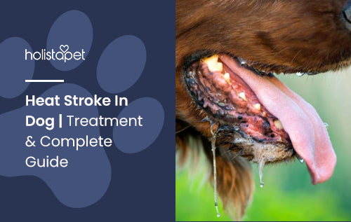 Heat Stroke In Dog | Treatment & Complete Guide