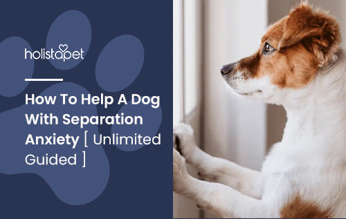 How To Help A Dog With Separation Anxiety [ Unlimited Guided ]
