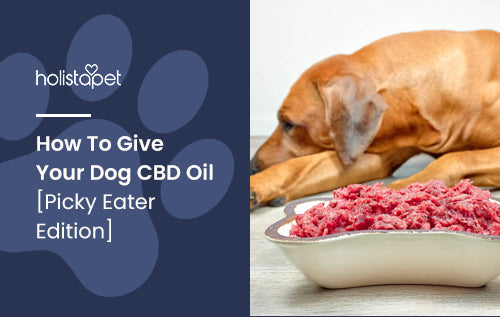 How To Give Your Dog CBD Oil [Picky Eater Edition]