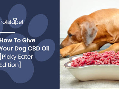 How To Give Your Dog CBD Oil [Picky Eater Edition]