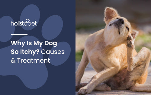 Why Is My Dog So Itchy? Causes & Treatment