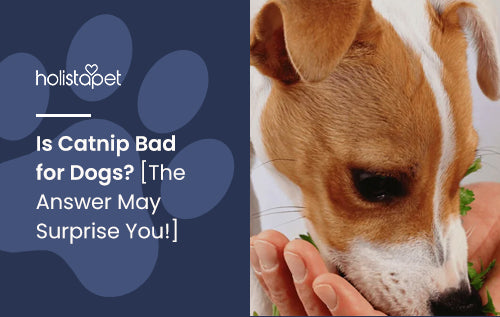 Is Catnip Bad for Dogs? [The Answer May Surprise You!]