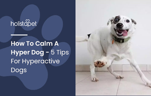 How To Calm A Hyper Dog - 5 Tips For Hyperactive Dogs