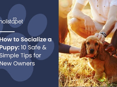 How to Socialize a Puppy: 10 Safe & Simple Tips for New Owners