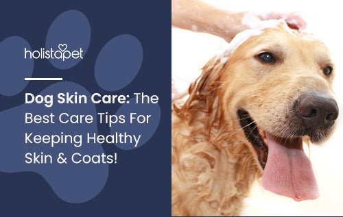 Dog Skin Care: The Best Care Tips For Keeping Healthy Skin & Coats!