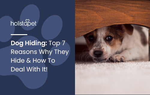 Dog Hiding: Top 7 Reasons Why They Hide & How To Deal With It!