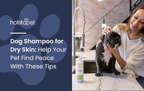 HolistaPet blog header "Dog Shampoo for Dry Skin" with a woman bathing a black French Bulldog beside a Pet Shampoo bottle.