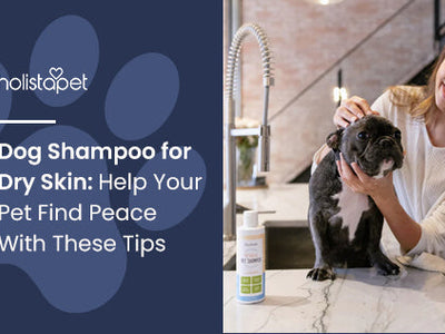 Dog Shampoo for Dry Skin: Help Your Pet Find Peace With These Tips