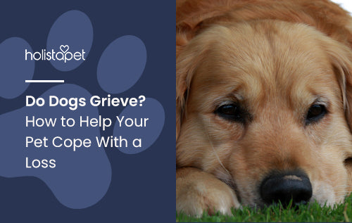Do Dogs Grieve? How to Help Your Pet Cope With a Loss