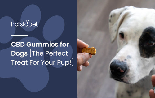 CBD Gummies for Dogs [The Perfect Treat For Your Pup!]