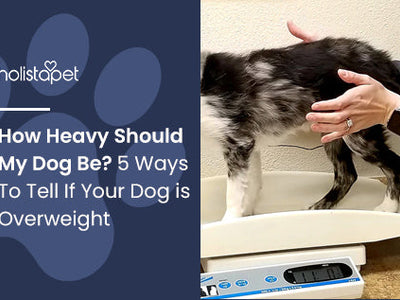 How Heavy Should My Dog Be? 5 Ways To Tell If Your Dog is Overweight