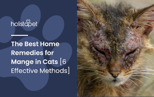 The Best Home Remedies for Mange in Cats [6 Effective Methods]