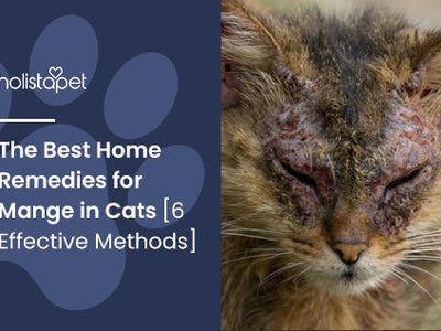 The Best Home Remedies for Mange in Cats [6 Effective Methods]