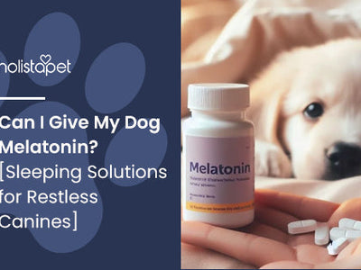 Can I Give My Dog Melatonin? [Sleeping Solutions for Restless Canines]