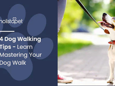 4 Dog Walking Tips - Learn Mastering Your Dog Walk