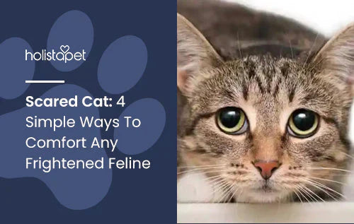 4 simple ways to comfort your scared cat