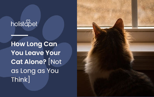 How Long Can You Leave Your Cat Alone? [Not as Long as You Think]