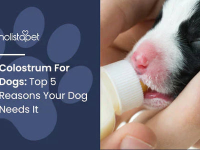 Colostrum For Dogs: Top 5 Reasons Your Dog Needs It