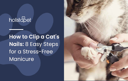 How to Clip a Cat's Nails: 8 Easy Steps for a Stress-Free Manicure