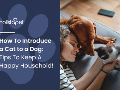 How To Introduce a Cat to a Dog: Tips To Keep A Happy Household!