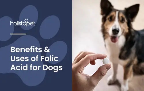 How Does Folic Acid Benefit Dogs