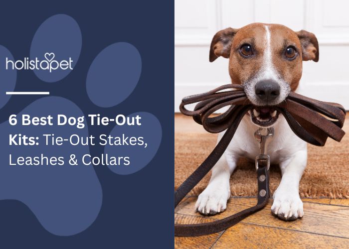 6 Best Dog Tie-Out Kits Feature Image by Holistapet