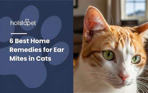 HolistaPet featured image showing an orange-and-white cat with ear irritation beside the text “6 Best Home Remedies for Ear Mites in Cats.”