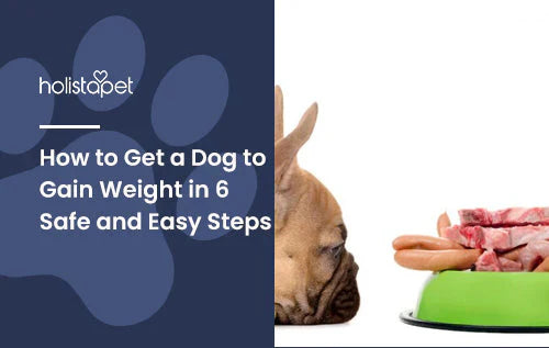 Get a dog to gain weight in 6 easy steps
