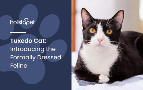 Tuxedo Cat: Introducing the Formally Dressed Feline