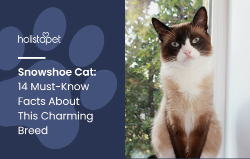 Snowshoe Cat: 14 Must-Know Facts About This Charming Breed