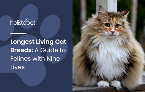 Longest Living Cat Breeds: A Guide to Felines with Nine Lives