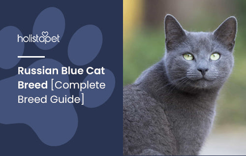 Russian Blue Cat Breed [Complete Breed Guide]