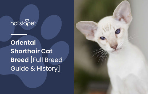 Oriental Shorthair Cat Breed [Full Breed Guide & History]