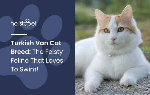 Turkish Van Cat Breed: The Feisty Feline That Loves To Swim!