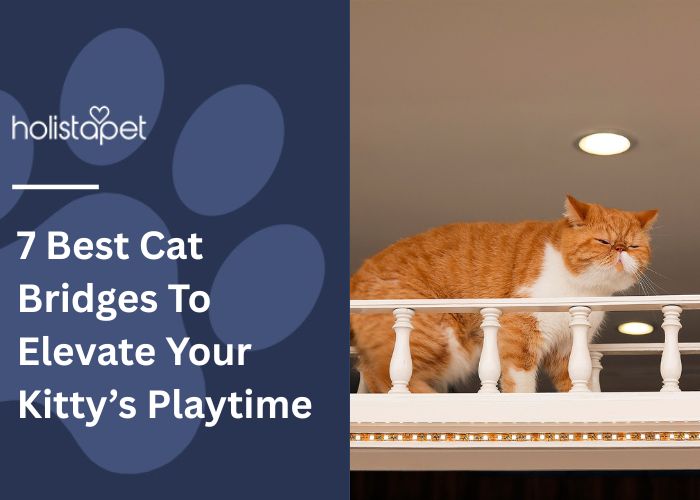 7 Best Cat Bridges To Elevate Your Kitty’s Playtime Feature Image by Holistapet