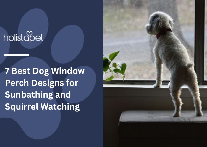 7 Best Dog Window Perch Designs for Sunbathing and Squirrel Watching Feature Image by Holistapet