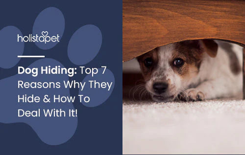 Reason why dogs hide