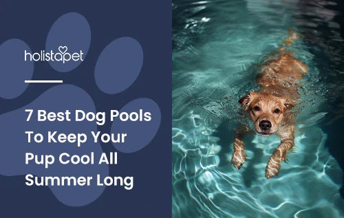 A dog swimming in a pool.