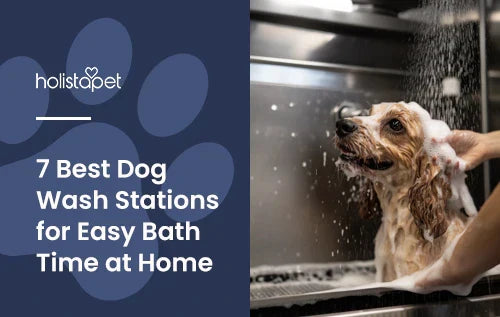 A dog being washed in a dog wash station.