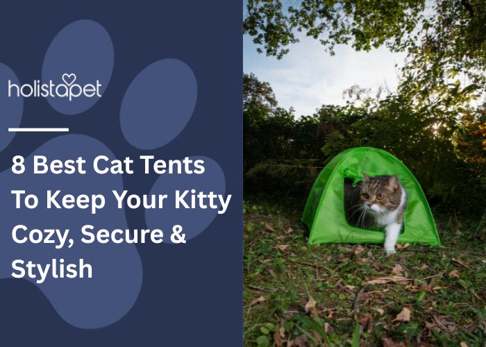 8 Best Cat Tents Feature image by holistapet