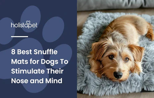A little dog laying down on a snuffle mat.