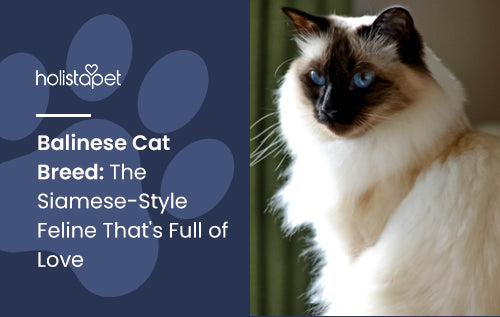 Balinese Cat Breed: The Siamese-Style Feline That's Full of Love