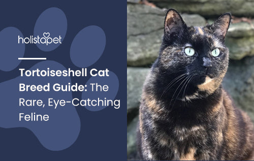 Tortoiseshell Cat Breed Guide: The Rare, Eye-Catching Feline
