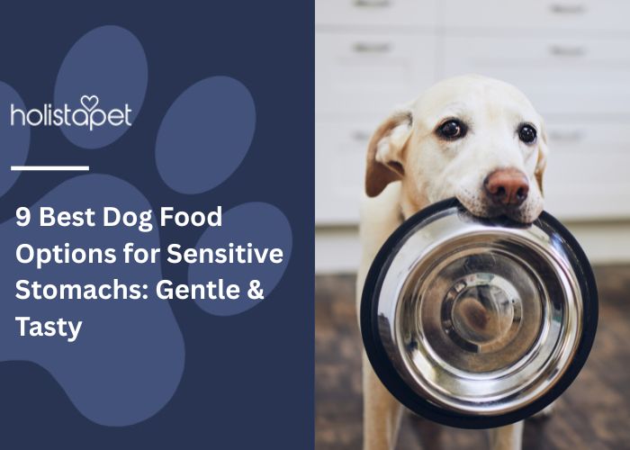 9 Best Dog Food Options for Sensitive Stomachs  Faeture Image by Holistapet